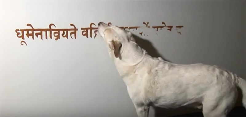 'Canine Monk - Bhagavad Gita'